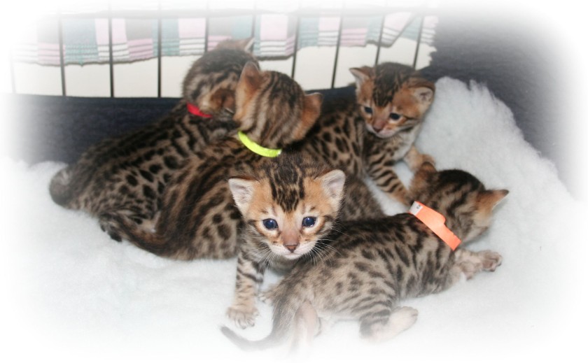 Bengal kittens for sale