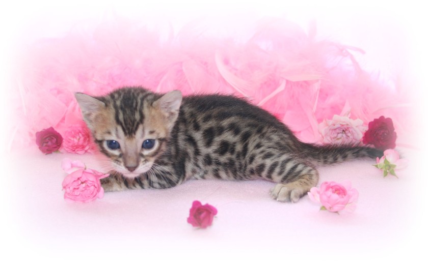 Kittens for sale