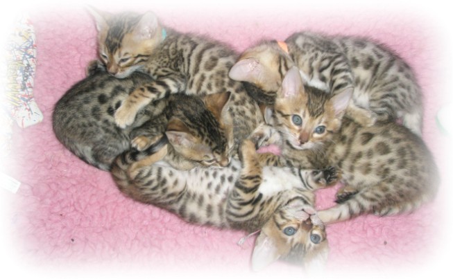 Bengal kittens for sale Wiltshire