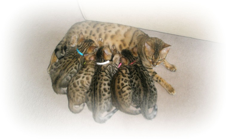Bengal kittens for sale kent