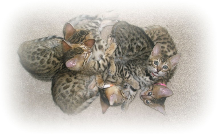 Bengal kittens for sale kent