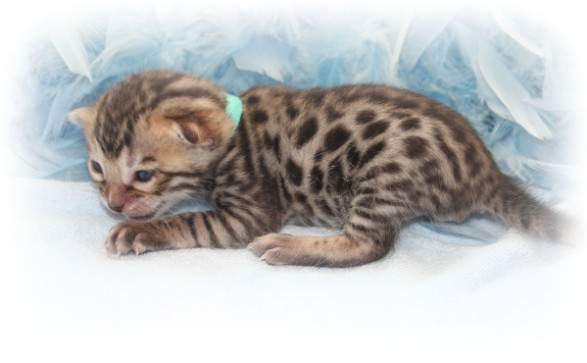 Bengal kittens for sale