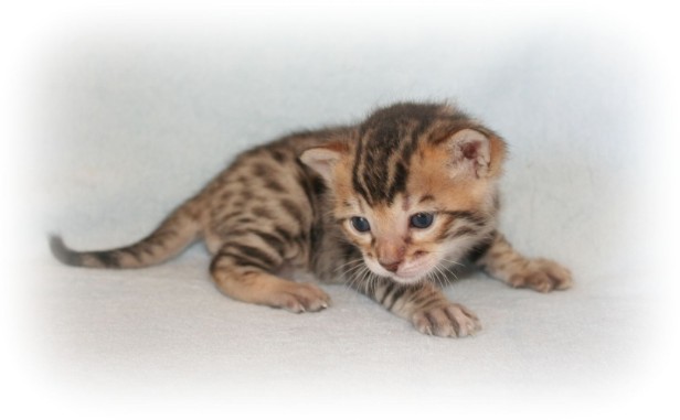 bengal cats