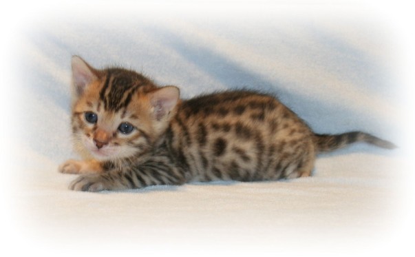 Bengal kittens