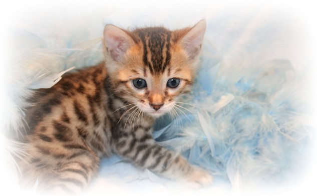 Bengal kittens for sale