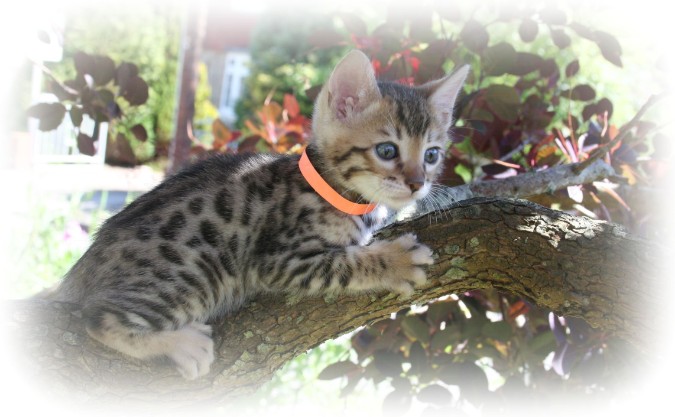 bengal cat breeder