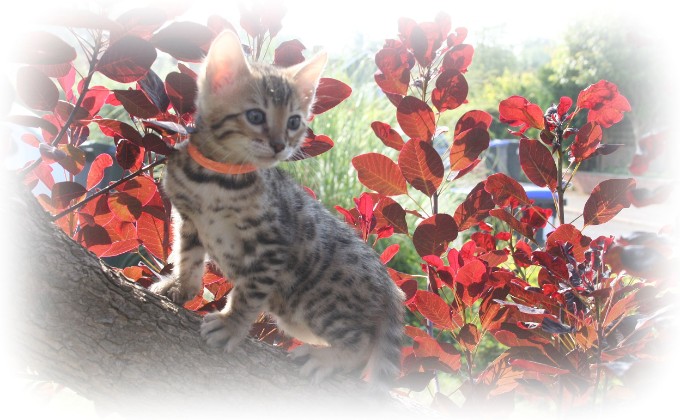 Bengal cat breeder