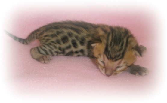 Bengal kitten for sale