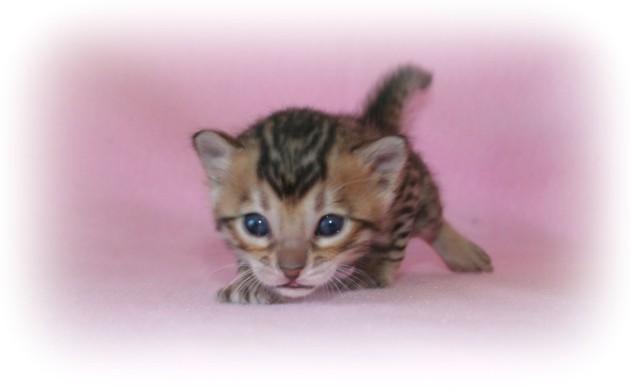 bengal kittens