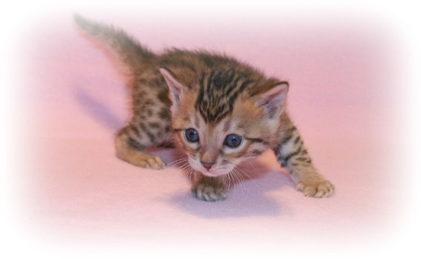 Bengal kittens