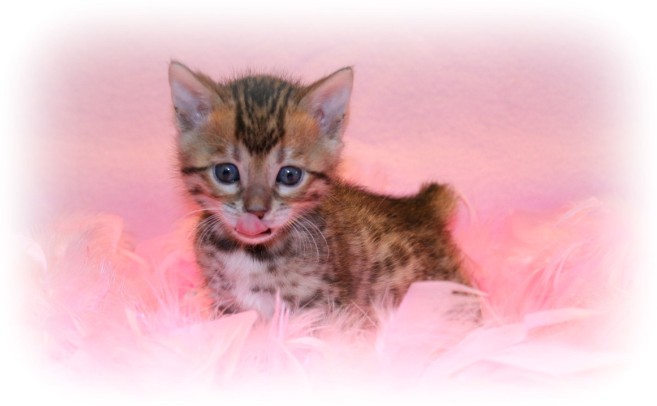 Bengal kittens for sale