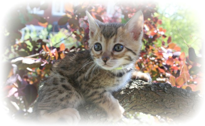 Bengal cat breeder