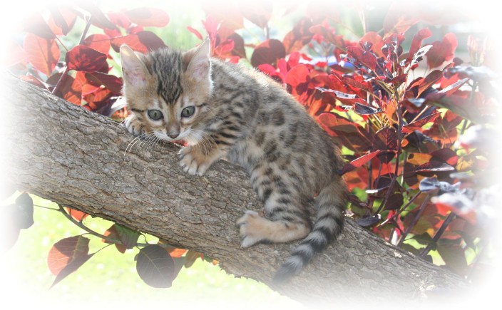 Bengal breeder