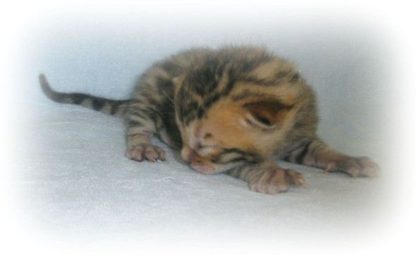 Bengal kittens for sale London