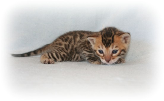 bengal breeders