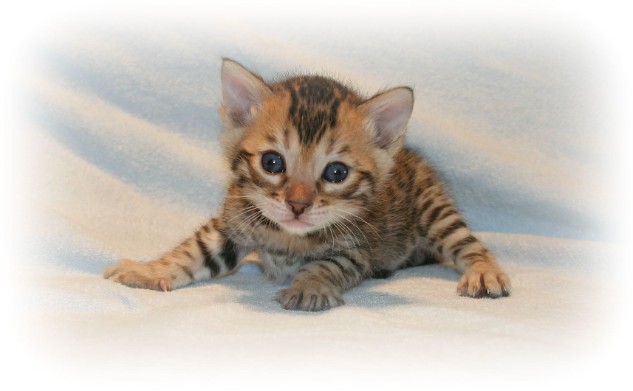 Bengal kittens