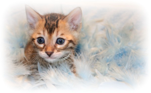 Bengal cats