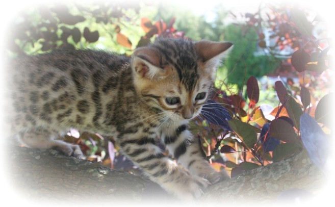 Bengal cat breeders uk