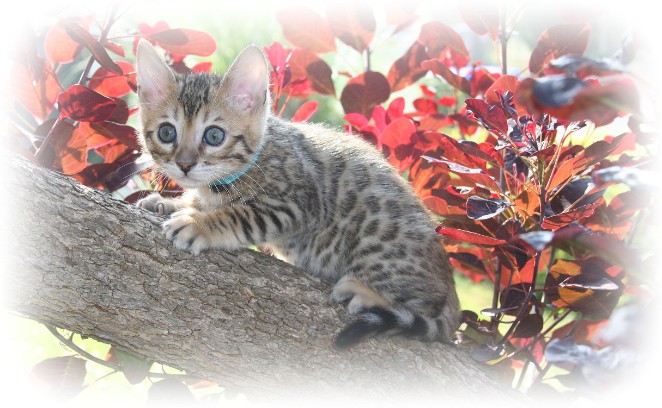 Bengal cat breeder