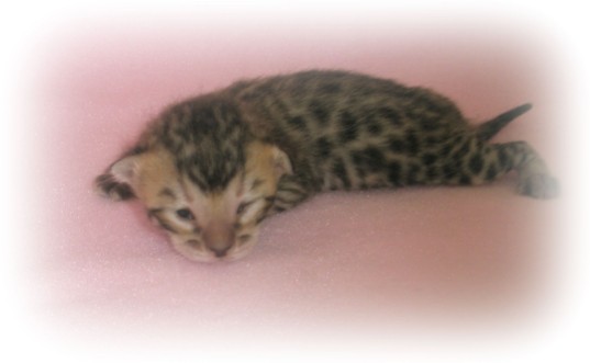 Bengal kitten for sale uk