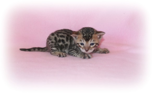 bengal breeders