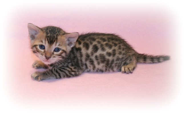 Bengal kittens