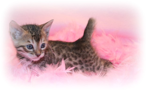 Asian leopard cat 