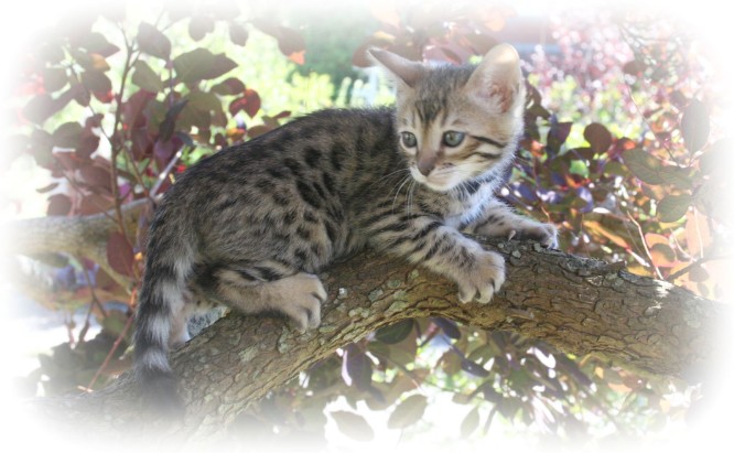 Bengal cat breeder