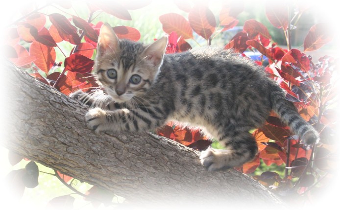Bengal cat breeder