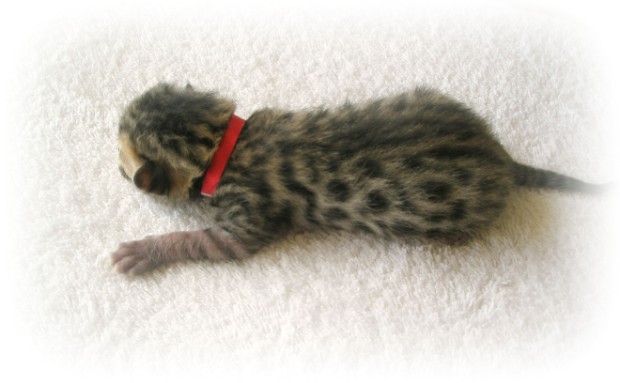 Bengal kittens for sale Devon