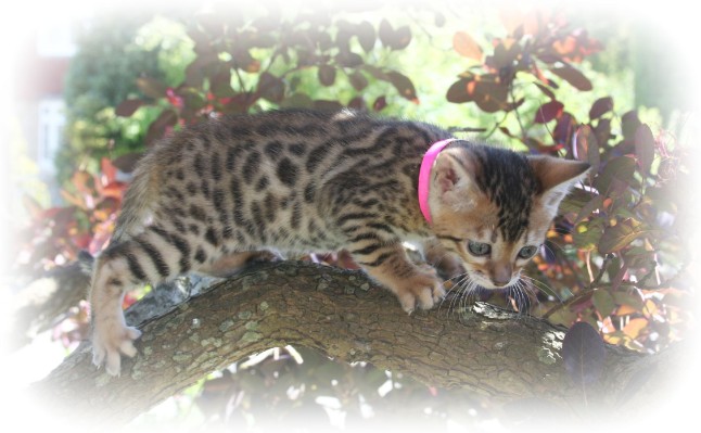 bebgal cat breeder