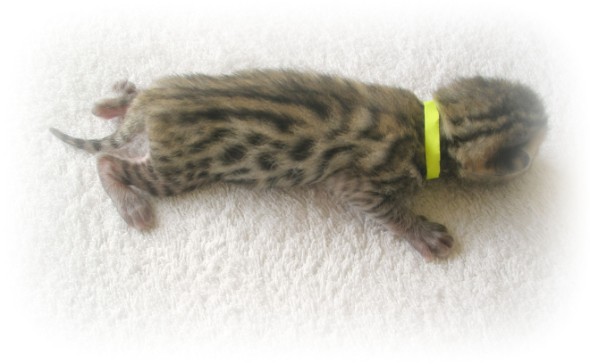 Bengal kittens for sale Bristol