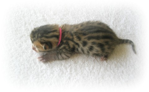 Bengal kittens for sale Hampshire