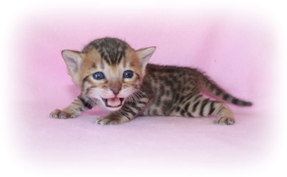Bengal cat breeder