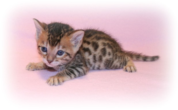 Bengal kittens