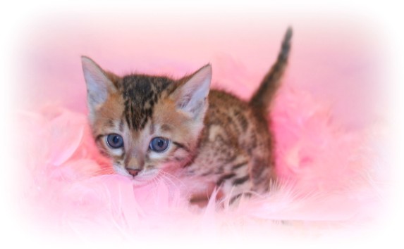 Bengal kitten for sale