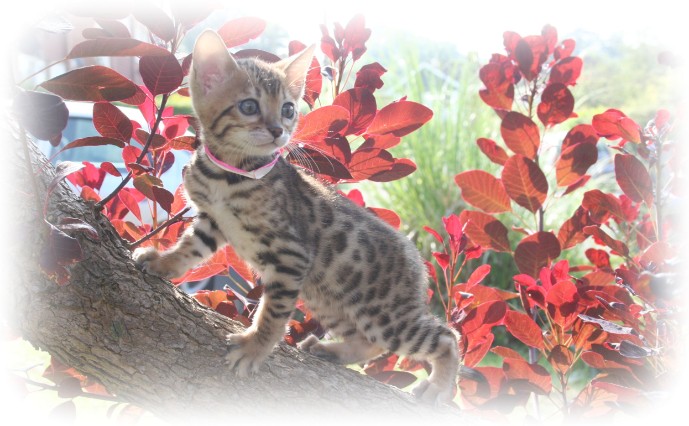 Bengal cat breeder