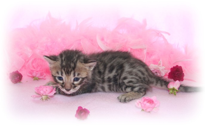 Bengal kittens for sale