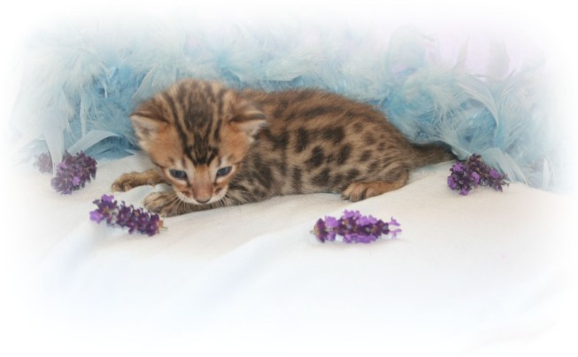 Bengal kittens for sale