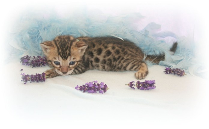 Bengal kittens for sale 