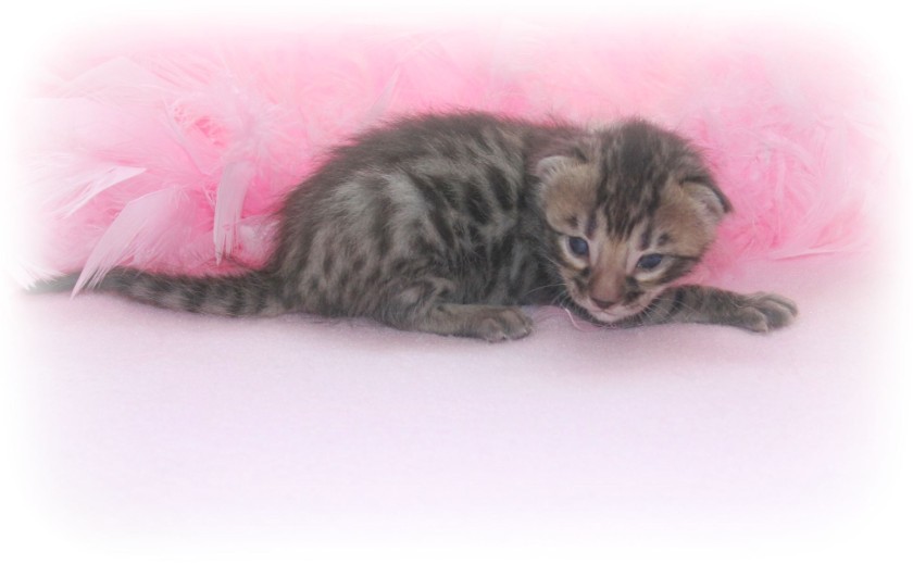 Bengal kittens for sale 