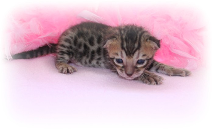 Bengal kittens for sale