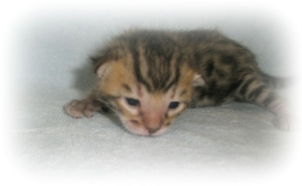 Asian leopard cat