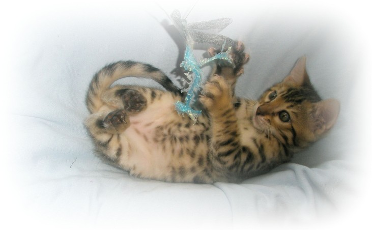 Bengal kittens for sale kent