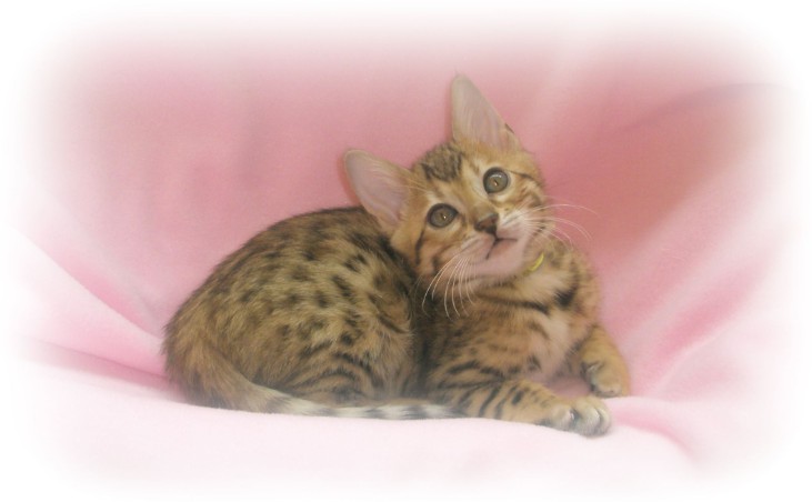 Bengal kittens for sale kent