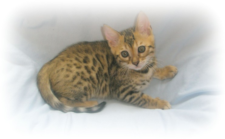 Bengal kittens for sale kent