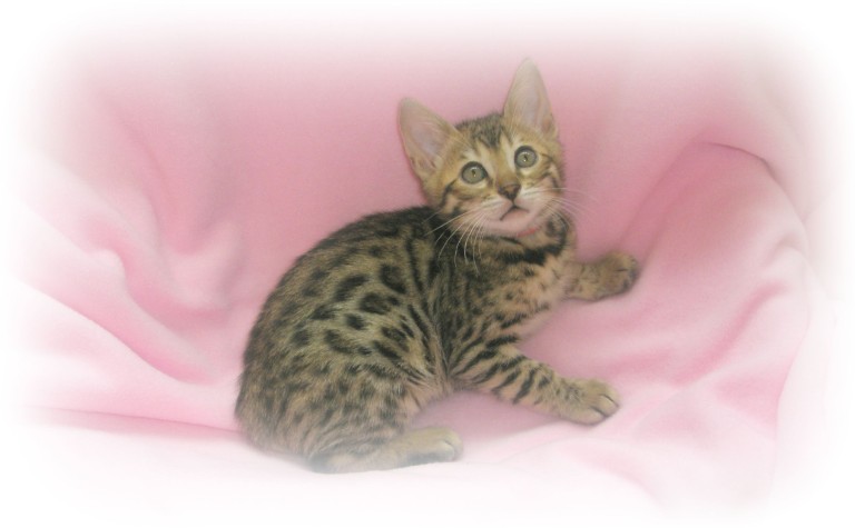 Bengal kittens for sale kent