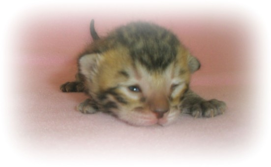pictures of Bengal kittens 