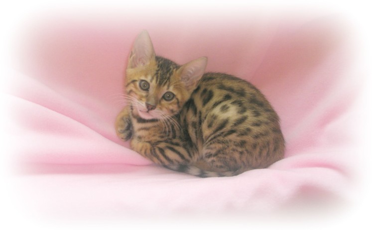 Bengal kittens for sale kent