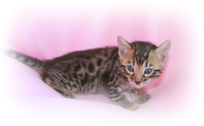 Bengal kittens